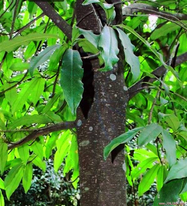 Gỗ vàng tâm